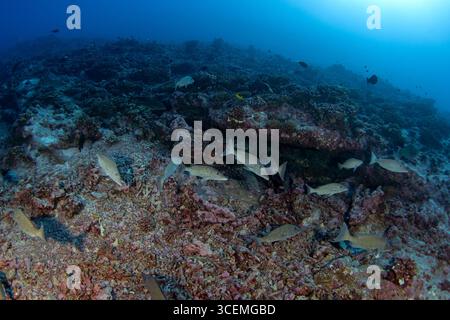 Une école d'empereur longface nage dans le jardin de corail. Un léthrinus olivaceus nage dans l'eau claire de l'atoll de Fakarava. Banque D'Images