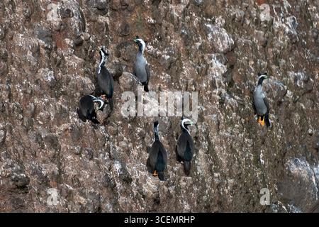 Groupe de Shags tachetées, Phalacrocorax punctatus, sur la falaise, tête de Taiaroa, péninsule d'Otago, Dunedin, Île du Sud, Nouvelle-Zélande Banque D'Images