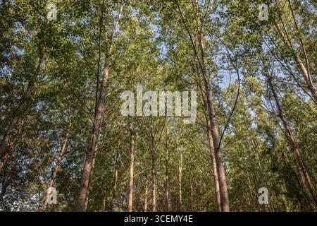 Peuplement panoramique de bouleaux en Serbie, avec des troncs pâles et une canopée verte dense. Aussi connu sous le nom de betulaceae, l'arbre est un symbole des forêts européennes. Banque D'Images