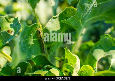 Chenilles Pieris brassicae mangeant des feuilles de choux de Bruxelles, gros plan. Parasites des légumes dans le jardin. Banque D'Images