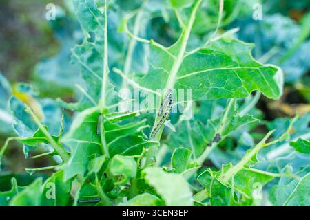 Chenilles Pieris brassicae mangeant des feuilles de choux de Bruxelles, gros plan. Parasites des légumes dans le jardin. Banque D'Images