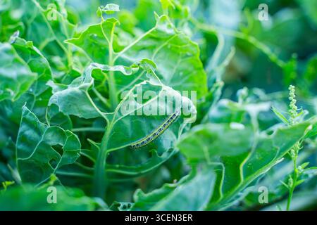 Chenilles Pieris brassicae mangeant des feuilles de choux de Bruxelles, gros plan. Parasites des légumes dans le jardin. Banque D'Images