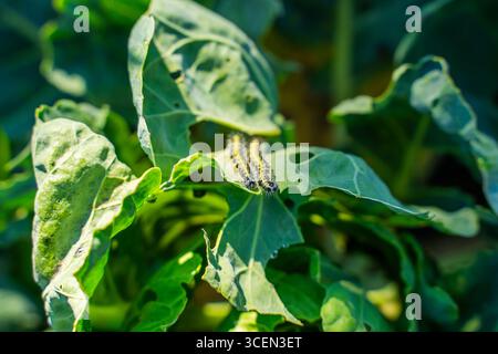 Chenilles Pieris brassicae mangeant des feuilles de choux de Bruxelles, gros plan. Parasites des légumes dans le jardin. Banque D'Images