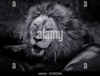 Gros plan Lion mâle en noir et blanc Banque D'Images