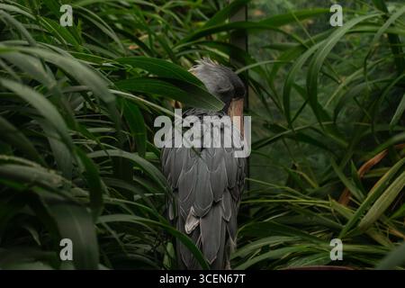 Shoebill Stork Balaeniceps rex caché dans la végétation tropicale verte, gros plan sur la faune sauvage rare oiseau africain avec des plumes grises Banque D'Images