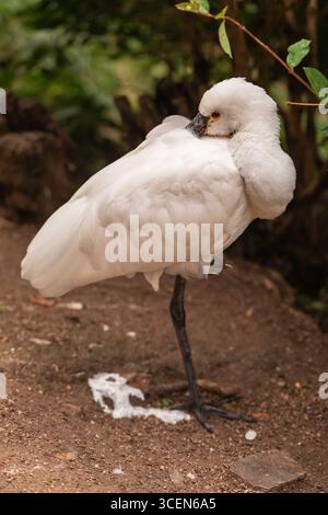 African Spoonbill Platalea alba oiseau blanc avec plumage plié et longues pattes noires reposant sur une patte à l'extérieur dans un habitat naturel au feuillage vert Banque D'Images