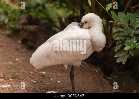 African Spoonbill Platalea alba échassier blanc reposant sur une jambe avec la tête nichée dans des plumes dans un habitat naturel extérieur avec un feuillage vert Banque D'Images