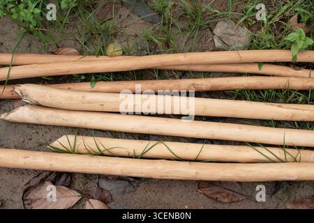 Un ensemble de poteaux en bois lisses et fraîchement coupés posés sur un sol humide parmi l'herbe verte et les feuilles mortes, mettant en valeur des matières premières naturelles prêtes à l'emploi. Banque D'Images