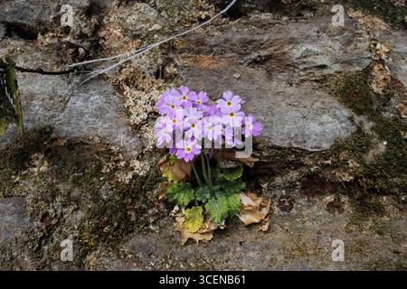 Primrose à oeil d'oiseau (Primula farinosa) poussant dans les roches à Darjeeling, Bengale occidental, Inde Banque D'Images