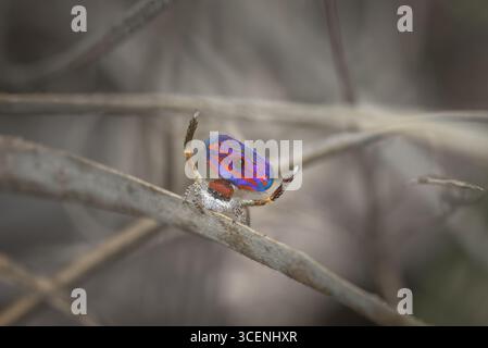 Une araignée mâle Peacock (Maratus gemmifer - The Jeweled Peacock Spider) en mode plein écran pour attirer une araignée femelle. Banque D'Images