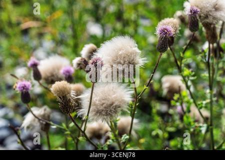 Des plantes vives de chardon sauvage montrant leurs graines moelleuses dans un pré vert serein par temps ensoleillé, illustrant la beauté naturelle et la croissance saisonnière. Banque D'Images