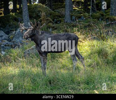 Un taureau d'orignal dans le parc des élans. Banque D'Images