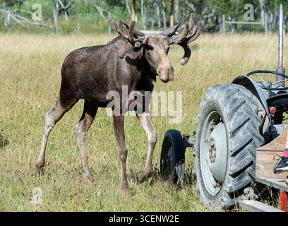 Jeune orignal dans un parc de wapitis. Banque D'Images