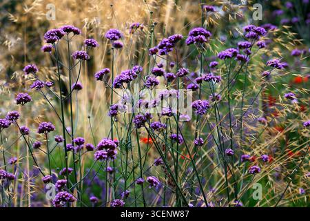 Gros plan sur les épis de fleurs violettes de la plante de jardin pérenne à longue floraison d'été verbena bonariensis. Banque D'Images