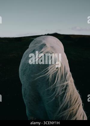 Vent soufflant la crinière à cheveux longs d'un cheval blanc / poney sauvage dans le paysage de Dartmoor du Devon Angleterre Royaume-Uni - sensation abstraite de vent minimal Banque D'Images