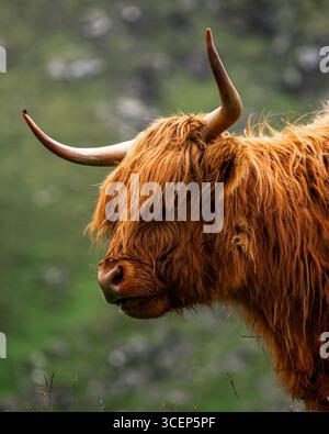 Vue d'une vache des Highlands, son manteau de gingembre éclaté contrastant avec la toile de fond verte douce, se dresse majestueusement dans un paysage serein, Vágar, Bøur, îles Féroé. Banque D'Images