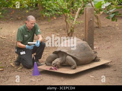 Une tortue des Galapagos est pesée lors de la pesée annuelle au zoo de Londres ZSL, où chaque mammifère, oiseau, reptile, poisson et invertébrés du zoo est pesé et mesuré. Date de la photo : mardi 19 août 2025. Banque D'Images