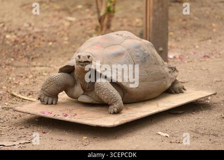 Une tortue des Galapagos est pesée lors de la pesée annuelle au zoo de Londres ZSL, où chaque mammifère, oiseau, reptile, poisson et invertébrés du zoo est pesé et mesuré. Date de la photo : mardi 19 août 2025. Banque D'Images