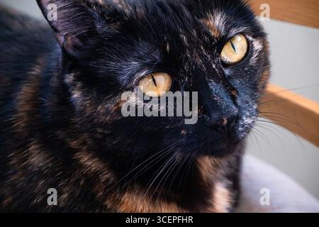 Portrait en gros plan d'un chat écaille de tortue avec des yeux dorés saisissants. Banque D'Images