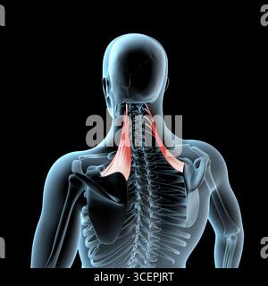 Cette illustration 3D montre la position anatomique des muscles de l'omoplate élévatrice sur le corps radiographique Banque D'Images