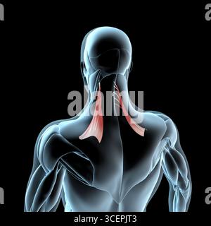 Cette illustration 3d montre une vue des muscles de l'omoplate releveur sur la musculature de rayons X. Banque D'Images