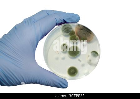 Colonies de champignons de moisissure cultivées à partir de l'air intérieur sur gélose Blood Sheep, photographie montrant la diversité microbienne et la contamination de l'air. Banque D'Images