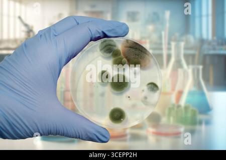 Colonies de champignons de moisissure cultivées à partir de l'air intérieur sur gélose Blood Sheep, photographie montrant la diversité microbienne et la contamination de l'air. Banque D'Images