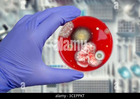 Colonies de champignons de moisissure cultivées à partir de l'air intérieur sur gélose Blood Sheep, photographie montrant la diversité microbienne et la contamination de l'air. Banque D'Images