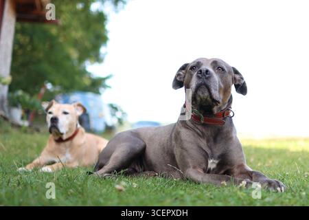 Deux pit-taureaux reposant ensemble dans le jardin. c'est l'heure d'été Banque D'Images