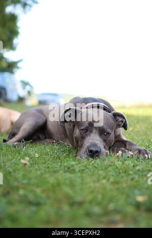 Pitbull gris dormant dans le jardin. il est si mignon Banque D'Images