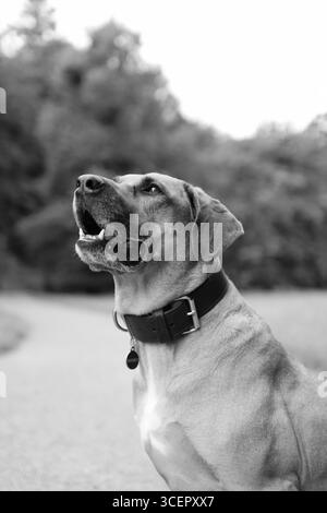 Rhodesian Ridgeback est dans le parc en été. C'est le portrait de sa tête Banque D'Images