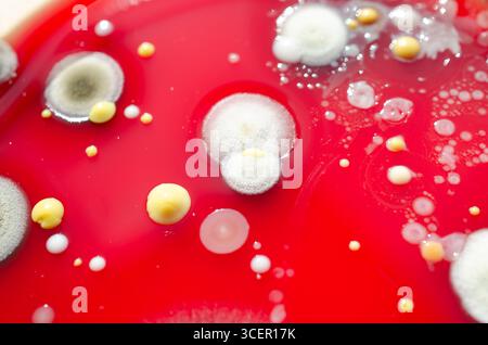 Colonies de champignons de moisissure cultivées à partir de l'air intérieur sur gélose Blood Sheep, photographie montrant la diversité microbienne et la contamination de l'air. Banque D'Images