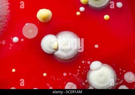 Colonies de champignons de moisissure cultivées à partir de l'air intérieur sur gélose Blood Sheep, photographie montrant la diversité microbienne et la contamination de l'air. Banque D'Images