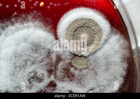 Colonies de champignons de moisissure cultivées à partir de l'air intérieur sur gélose Blood Sheep, photographie montrant la diversité microbienne et la contamination de l'air. Banque D'Images
