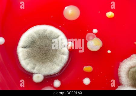 Colonies de champignons de moisissure cultivées à partir de l'air intérieur sur gélose Blood Sheep, photographie montrant la diversité microbienne et la contamination de l'air. Banque D'Images