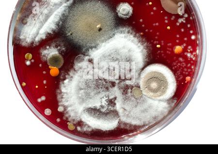 Colonies de champignons de moisissure cultivées à partir de l'air intérieur sur gélose Blood Sheep, photographie montrant la diversité microbienne et la contamination de l'air. Banque D'Images