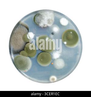 Colonies de champignons de moisissure cultivées à partir de l'air intérieur sur gélose de pomme de terre au dextrose, photographie montrant la diversité microbienne et la contamination de l'air. Banque D'Images