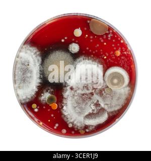 Colonies de champignons de moisissure cultivées à partir de l'air intérieur sur gélose Blood Sheep, photographie montrant la diversité microbienne et la contamination de l'air. Banque D'Images