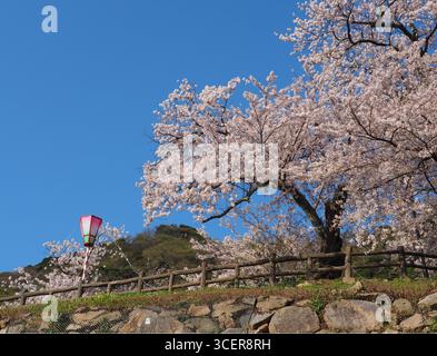 Fleurs de cerisiers sur les ruines du château de Tottori avec une lanterne colorée traditionnelle, sous le ciel bleu vif et le soleil Banque D'Images