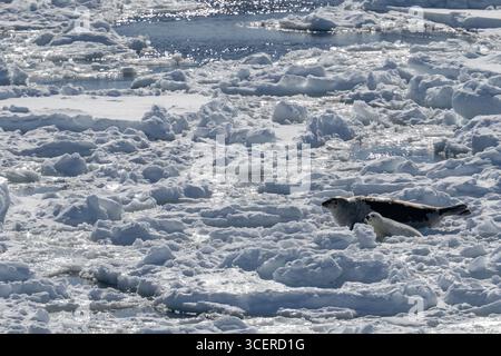 Canada, Labrador, point amour. Phoque du Groenland avec « manteau blanc » nouveau-né sur la glace de mer. Banque D'Images