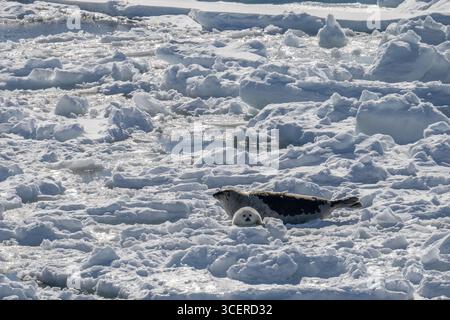 Canada, Labrador, point amour. Phoque du Groenland avec « manteau blanc » nouveau-né sur la glace de mer. Banque D'Images