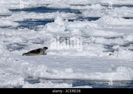 Canada, Labrador, point amour. Phoque du Groenland avec « manteau blanc » nouveau-né sur la glace de mer. Banque D'Images
