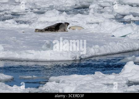 Canada, Labrador, point amour. Phoque du Groenland avec « manteau blanc » nouveau-né sur la glace de mer. Banque D'Images