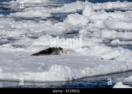 Canada, Labrador, point amour. Phoque du Groenland avec « manteau blanc » nouveau-né sur la glace de mer. Banque D'Images
