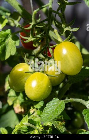 Tomates cerises vertes non mûres sur la vigne dans le jardin Banque D'Images