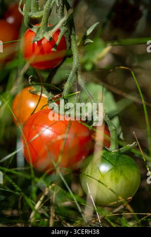 Tomates cerises mûres et non mûres sur la vigne dans le jardin Banque D'Images