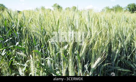 Hordeum murinum est une espèce de plante à fleurs de la famille des Poaceae, communément appelée orge fausse murale. Hordeum murinum ssp. léporinum Banque D'Images