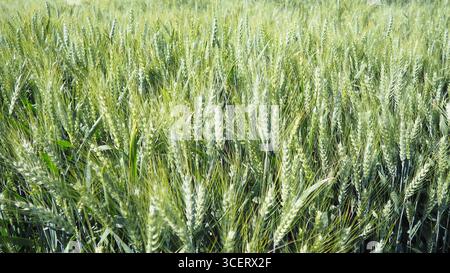 Hordeum murinum est une espèce de plante à fleurs de la famille des Poaceae, communément appelée orge fausse murale. Hordeum murinum ssp. léporinum Banque D'Images