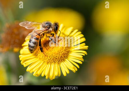 ROYAUME-UNI. Une abeille commune de l'Ouest Apis mellifera recueillant le nectar de fleabane commune, Pulicaria dysenterica dans une fleur sauvage anglaise dans un pré Banque D'Images