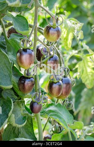 Somerset Royaume-Uni. Tomate Black Moon F1 variété poussant sur leur vigne en plein air pendant l'été britannique. Les tomates mûrissent et sont de couleur foncée Banque D'Images